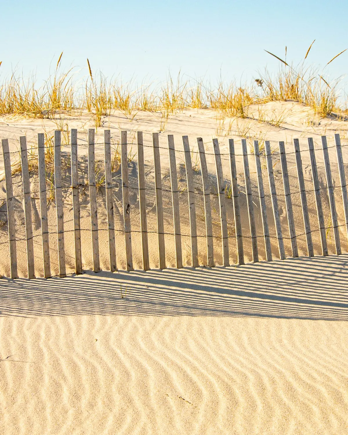 Wooden snow fence on a sand dune with beach grass